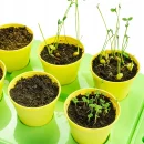 Mini Ogródek dla Dzieci - Szklarnia z Automatycznym Podlewaniem, Termometr i Sadzonki do Uprawy w Domu